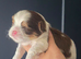 Imperial Shih Tzu Puppies KC registered