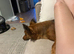 Jack/york dog