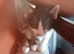 2 male kittens