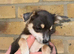 Beautiful chihuahua puppys for sale