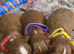 Health Tested- Cavalier King Charles Spaniel