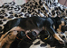Last French bulldog puppy (male)