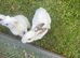 Mini Rex