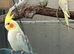 2026 baby cockatiels