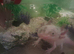 Axolotl one gold one pink