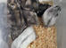 Pure bred Baby Winter White Russian hamsters
