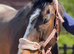 Thoroughbred golden