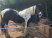 14.1 skewed mare 14 years old