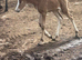 Outstanding filly foal for sale