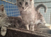 Male kittens ready to leave shortly