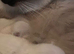 Pure Ragdoll kitten