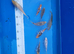 Japanese koi mixed variety collection ip2