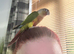 Baby silly tame conure