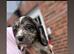 Working cocker spaniel puppy’s