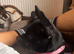 French bulldog X Patterdale