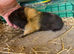 3 baby sows