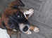 Gorgeous Lurcher puppies Greyhound cross