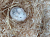 Dwarf hamster