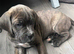 Male cane corso x