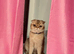 Beautiful 3-Year-Old Scottish Fold Girl - Golden Chinchilla