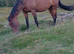20 yesr old mare.