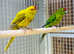 Kakaraki parrot