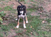 Saluki puppies