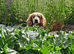 SHOW COCKER SPANIELS