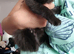 little kittens tabby