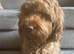 3 cockapoo puppies
