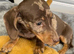Mini dachshund puppies