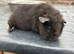 Baby Teddy Guinea Pig Female