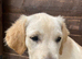 Golden retriever boy puppy