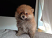 Adorable Pomeranian puppies – 3 girls – ready for their new homes.