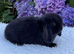 Pure bred mini lops .