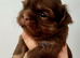 Special quality dobie Imperial shih tzu's