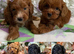 F1 small mini cockapoos various colours 30 dna health tested clear