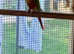 Male conure