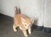 Four Ginger Bengal kittens