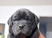 Bullador puppies