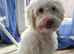 Female cockapoo