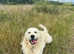 Golden Retriever Stud (proven)