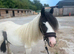 Chaps registered filly