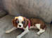 Cavalier King Charles
