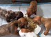 Minature Dachshunds (Short -haired)