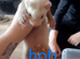 9 baby ferrets
