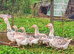 Family of Buff Dewlap Toulouse Geese