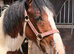 Light / sports cob