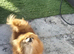 Pomeranian female for sale
