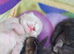 4beautiful burmese cross tabby kittens